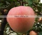 FUJI APPLE