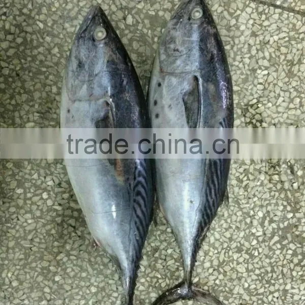 Frozen Bonito Fish