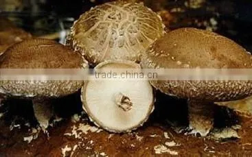 Fresh Shiitake Mushroom /high Quality Xianggu for Sale photo-6