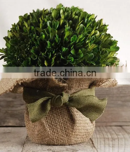 Preserved Boxwood Bundle photo-4