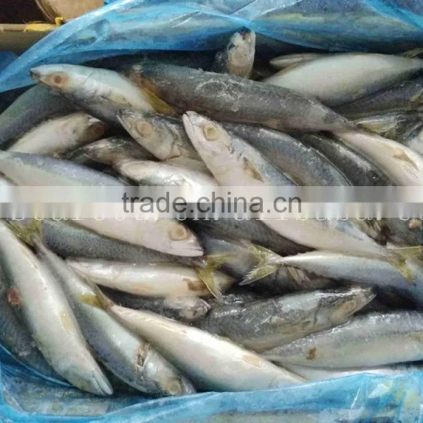 Land Frozen Pacific Mackerel for Canning,Lamp Catching Scomber Japonicus for Canned Fish photo-2