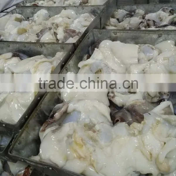 Frozen Giant Squid Neck photo-2