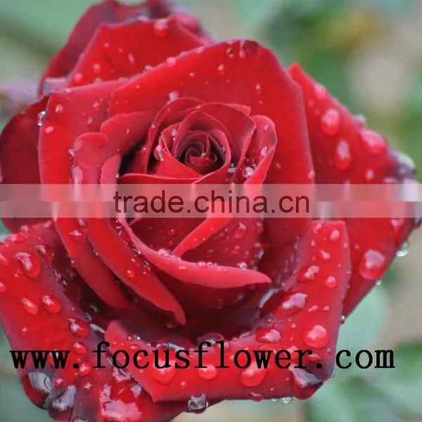 Wholesale Kunming Flower Exporter Ecuador Rose Carola in Good Quality photo-3