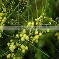 Acacia Catechu Extract photo-4