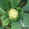 Sell Cauliflower