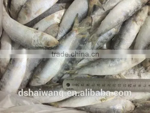 Land Frozen Whole Sardine From China photo-3