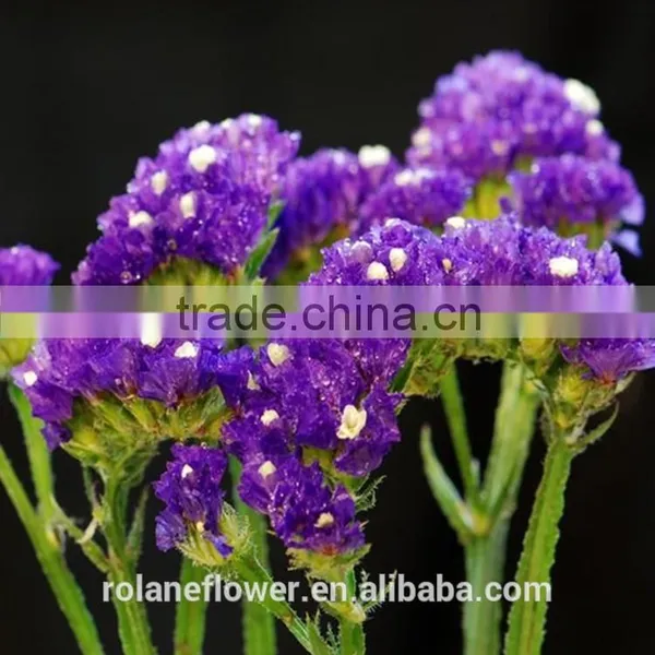 Sweet Home Decoration Statice Flowers With Dark Purple Color photo-6