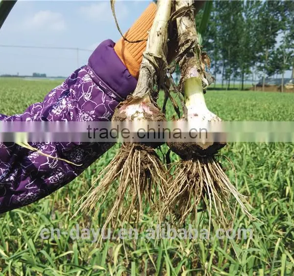 Red White Garlic Supplier 2016
