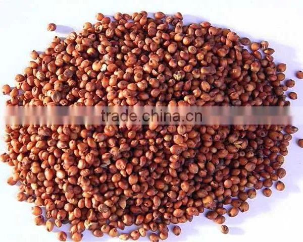 Sorghum