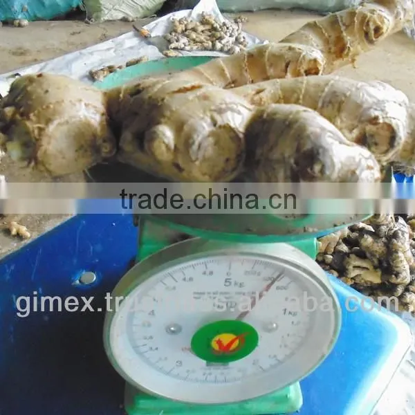 2013 Vietnamese Fresh Ginger