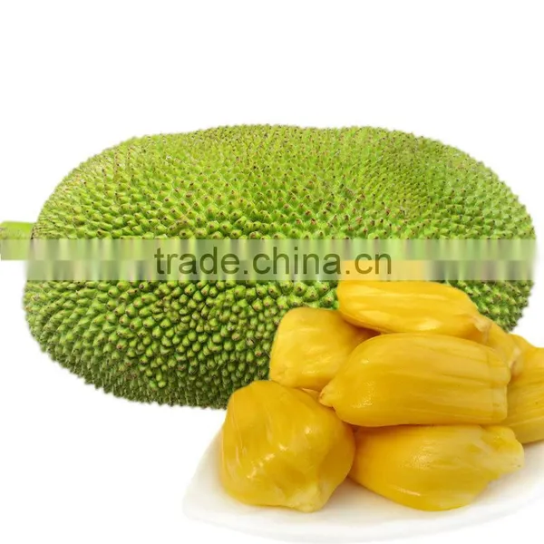 Big Friut Jackfruit Fruit Seeds Artocarpus Heterophyllus Seeds For Planting photo-2