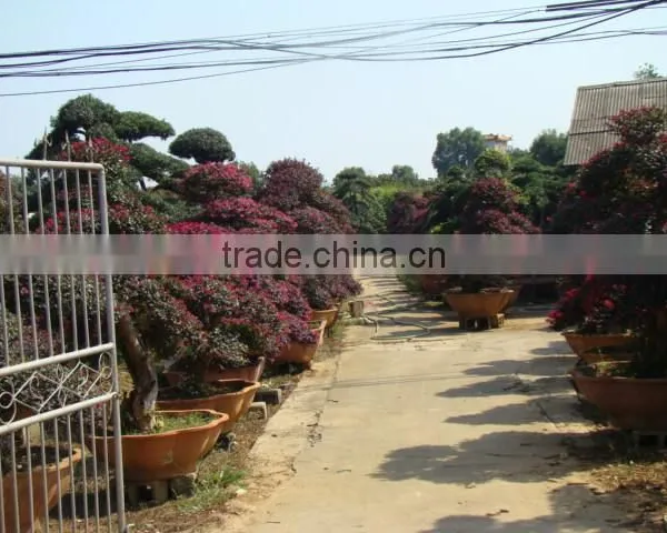 Red Flower Loropetalum Chinense for Ornamental Outdoor Landscaping Beautiful Bonsai Plants photo-2