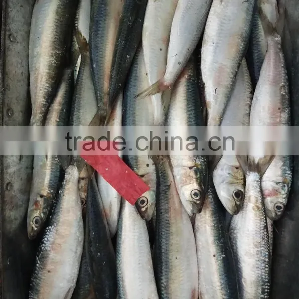 FROZEN WHOLE ROUND SARDINE SEAFOOD FOR SALE photo-2