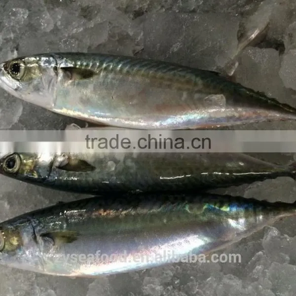 Frozen Japanese Mackerel Fish photo-3