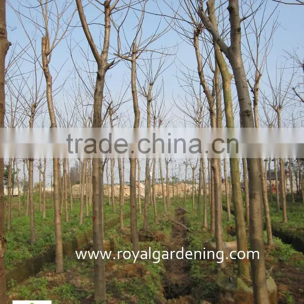 Delonix Regia Tropical Trees photo-3