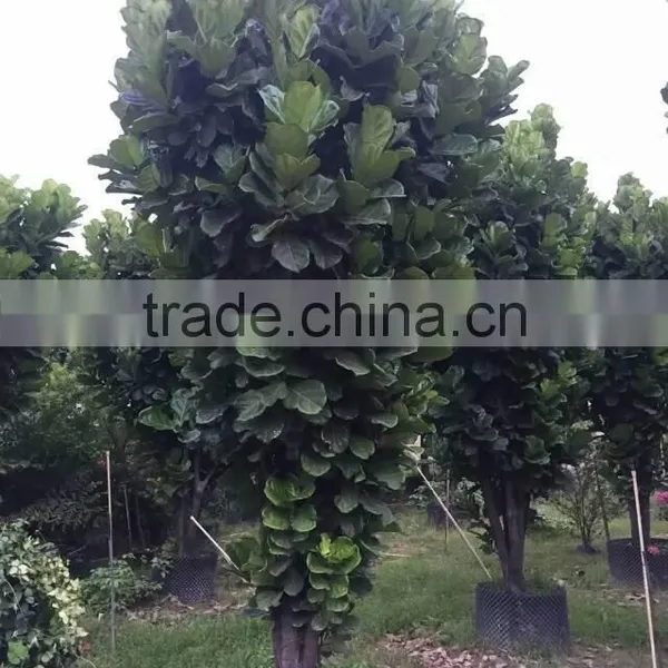 Ficus Lacor photo-3