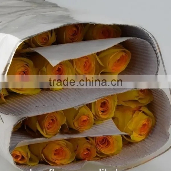 Promotional Ecuador Rose Yunnan Fresh Cut Roses Flowers Black Rose Bushes for Sale photo-6