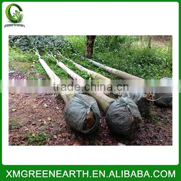 Wodyetia Bifurcata - Foxtail Palm (7) photo-2