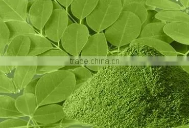 Organic Moringa Leaf Powder Bulk Producers photo-2