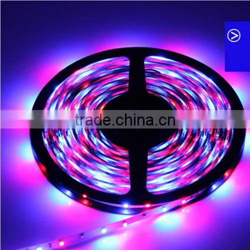5M 5050 3528 RGB Led Strip 12V Fleible Light Strip Lamp 300 LED Tape Home Wedding Decoration Lamps photo-2