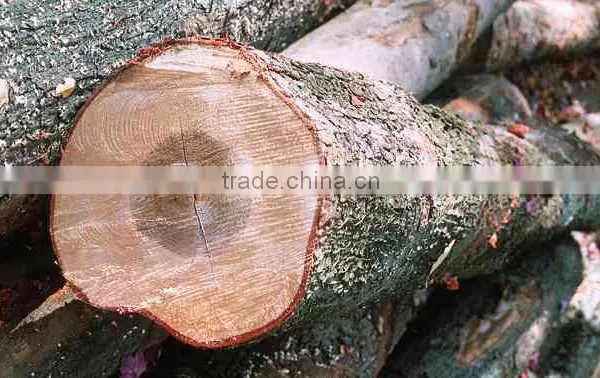 RUSSIAN Timber Log / Sawlogs /Wood Round Logs / Lumber /PINE / SPRUCE / LARCH / BIRCH photo-6