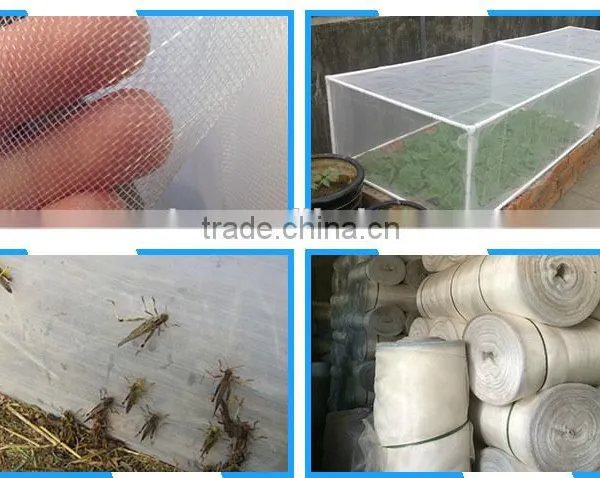 Anti Insect 50*25 Mesh to Chile photo-2