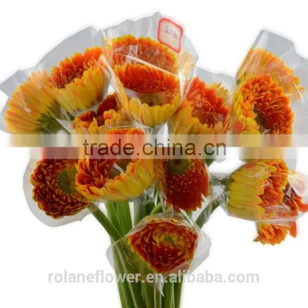 Kunming Flower Export Wooden Vase Flower Pots With 20stems/bundle From Yunnan, China photo-5