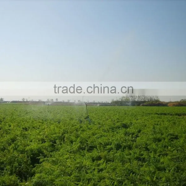 Vegetable Planting Field