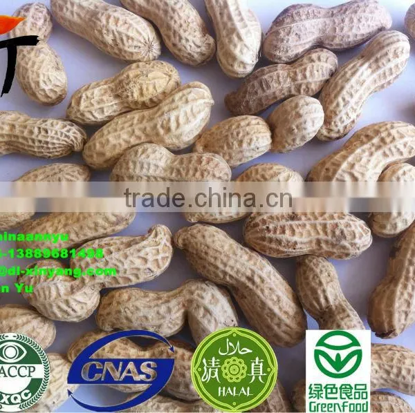 High Quality Roasted Peanut in Shell photo-4