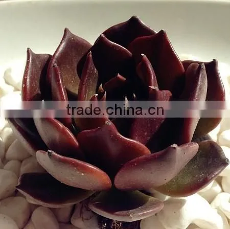 Echeveia 'Black Prince' of Succulent Plants photo-5