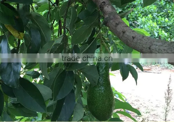 Avocado Tree Seedling photo-3