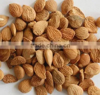 apricot kernel