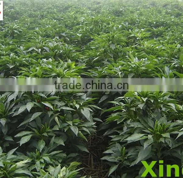 2015 Chinese Dried Chilli Crushed, 2nd Grade40-80mesh TOP Sanying Red Chilli Pepper Crushed Free Sample photo-3