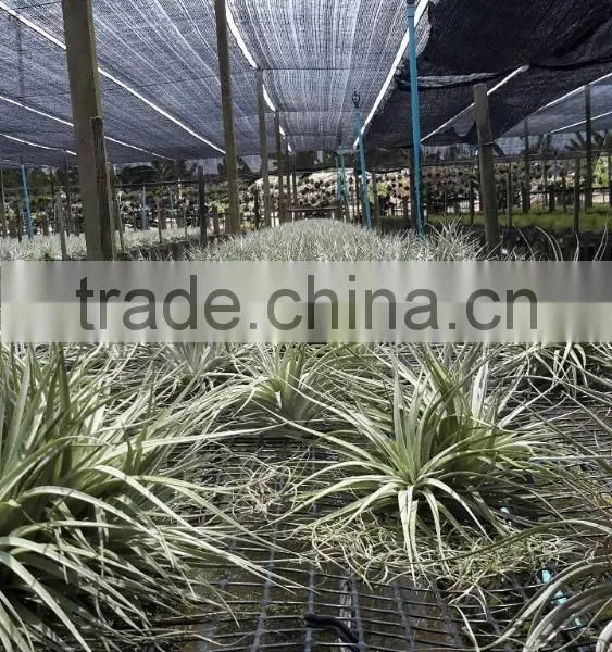 Tillandsia Air Plant photo-4