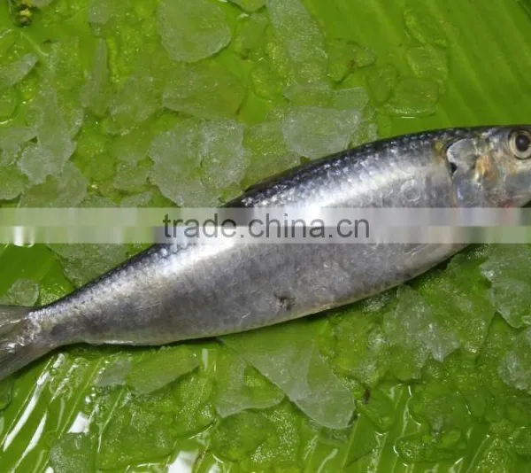 Canned Sardine Fish photo-2