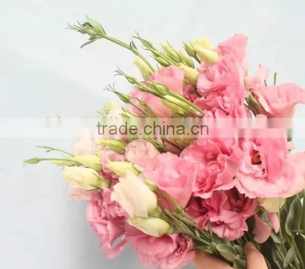 Fragrant Fresh Lisianthus With Many Kinds of Colors Wholesale From Kunming photo-2