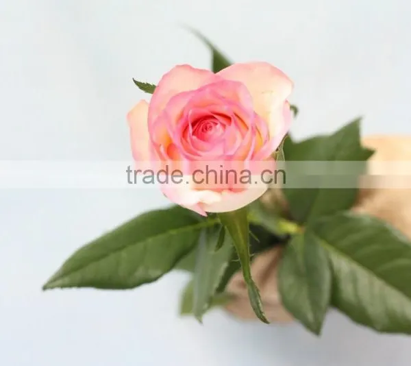 Hot Sale Return Gifts Natural Fresh Cut Rose Flower Wholesale From China photo-2