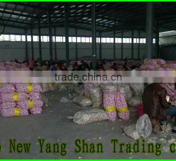 (HOT) GARLIC/FRESH GARLIC Size: 5.5 CM or More photo-2