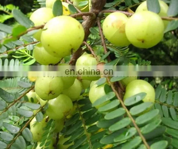 Sciyu Supply Alma Phyllanthus Emblica Fruit Extract Powder photo-2