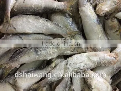 Frozen Sardine Fish Exports photo-3