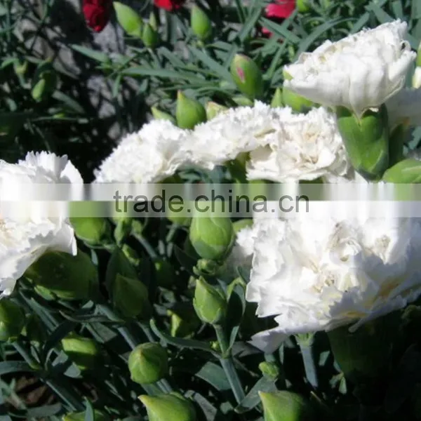Cheap Snow White Fresh Cut Carnation Flowers photo-6