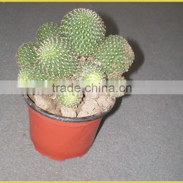 Mini Cactus Succulent Indoor Plants Bonsai Nursery Echinocactus Grusonii Cereus Cacti Opuntia Dillenii Cactaceae Notocactus photo-3
