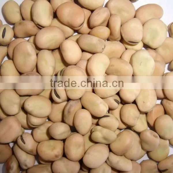 Price of Broad Beans / Faba Beans / Fava Beans for Cannery