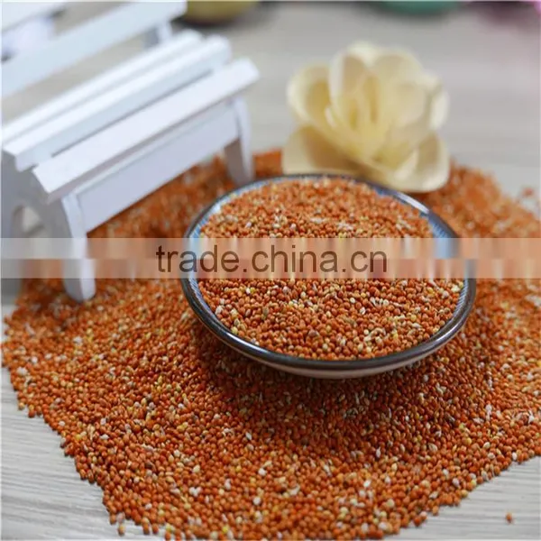 Well Chosen Yellow Millet in Husk photo-3