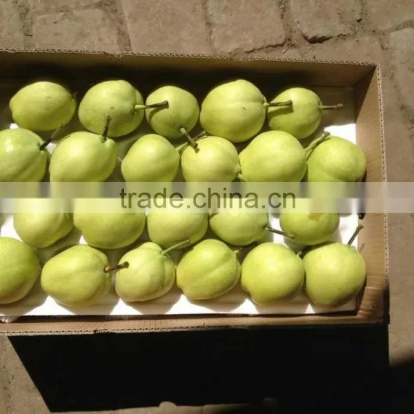Chinese High Quality and Healthy su Pear photo-4
