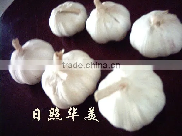 New Crop High Quality Fresh Garlic Directly Supply photo-3