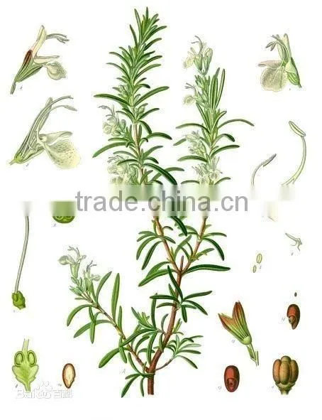 Natural Rosemary Extract 30% Carnosic Acid/Rosemary Extract Powder/Rosemary Powder photo-3