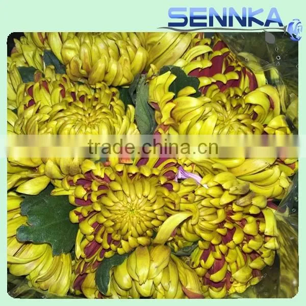 Shinning Green Fresh Flowers Fresh Cut Daisy With Wholesale Price photo-5