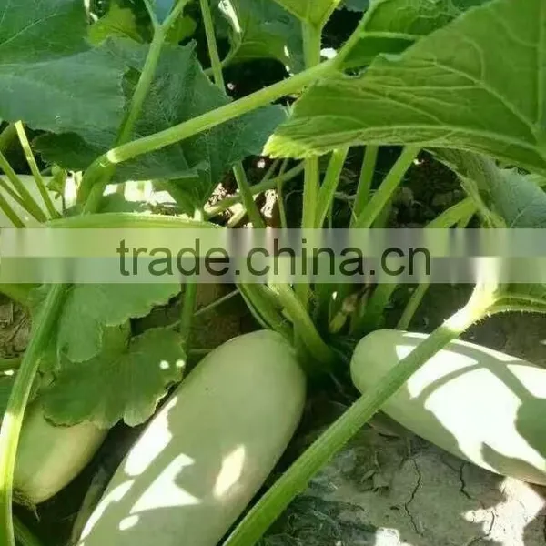 Pumpkin Seeds Kernel Broken Kernel Cheap Price photo-3