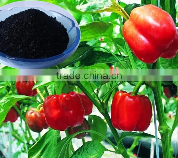 Wholesale Seaweed Extract Flake / Powder, Sargassum Seaweed Organic Fertilizer